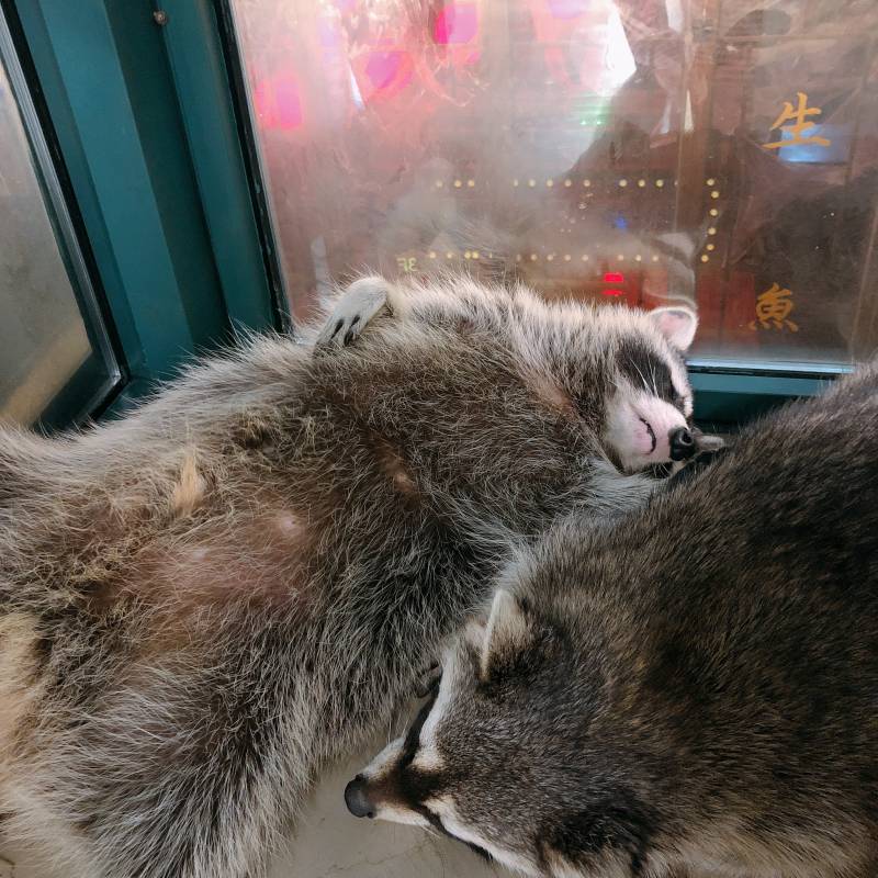 라쿤 이쯤되면 사람아니닠ㅋㅋㅋㅋㅋㅋㅋㅋ | 인스티즈