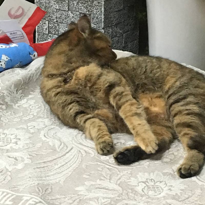 하 이모집 왔는데 댕댕이 너무 귀여워ㅠㅠㅠㅠㅠㅠ | 인스티즈