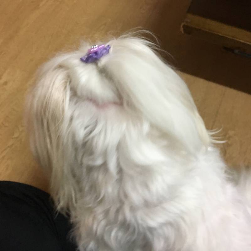 하 이모집 왔는데 댕댕이 너무 귀여워ㅠㅠㅠㅠㅠㅠ | 인스티즈