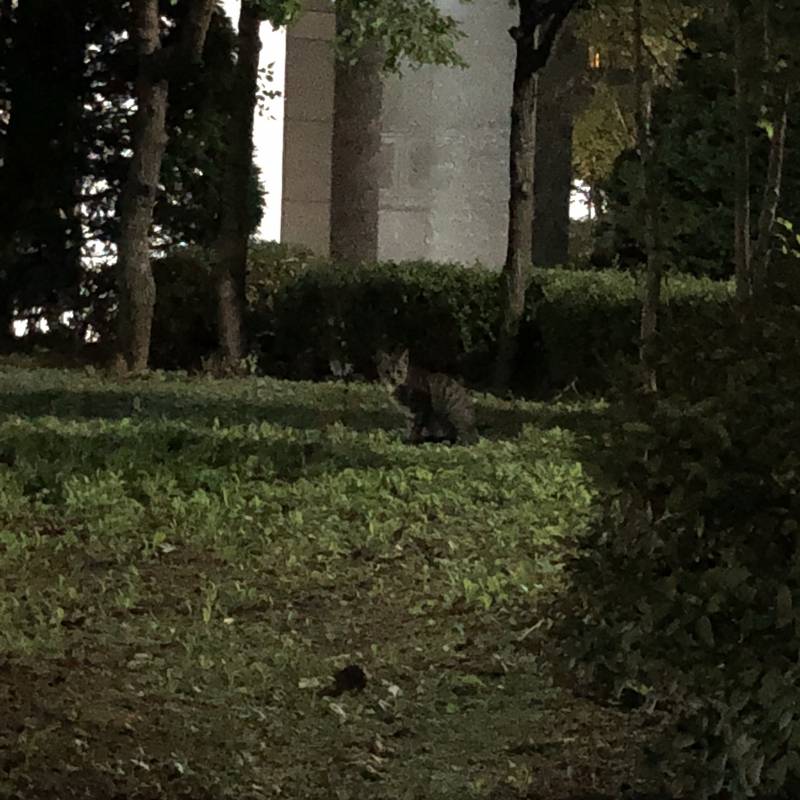 우리 집 근처 고양이들 볼 사람 없니ㅠㅜㅠㅠ🐾🐾🐾 | 인스티즈