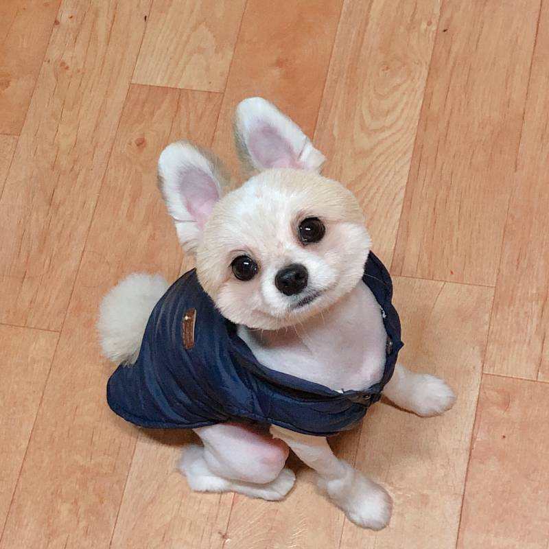 사막여우 소리 듣는 멈멈미 404040 | 인스티즈