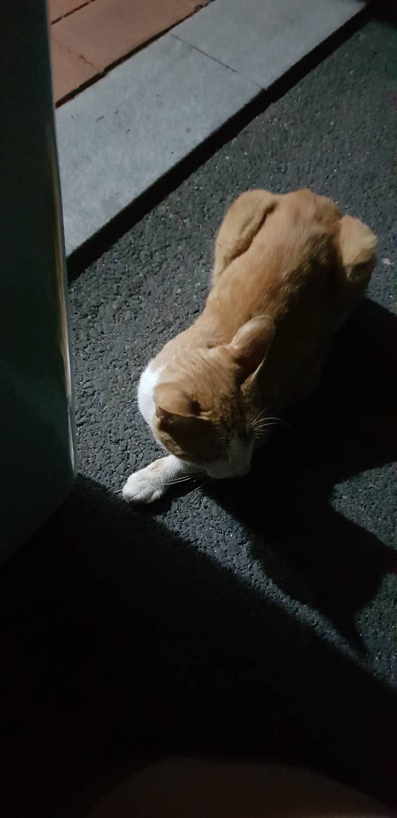 이런게 간택받은거야??? 4040 | 인스티즈