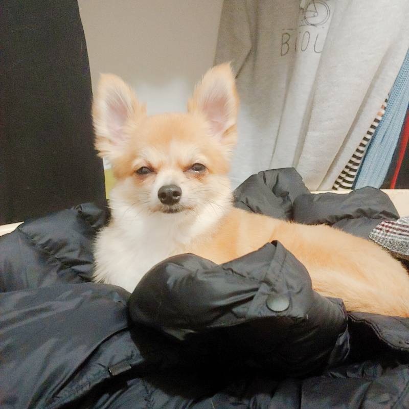 우리집 멈무 가끔 이렇게 사람 간사하게 쳐다봄 | 인스티즈