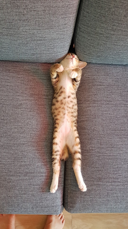 제발 이것 좀 봐봨ㅋㅋㅋㅋ너무웃곀ㅋㅋㅋㅋㅋㅋ 4040 | 인스티즈