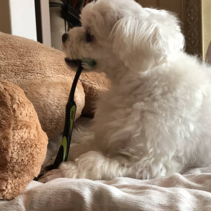 우리집 댕댕이는 사람 칫솔 좋아해 | 인스티즈