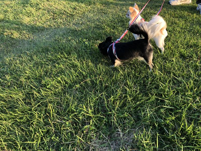 날이 좋아서 아가들 델꼬 산책 나왔당 | 인스티즈