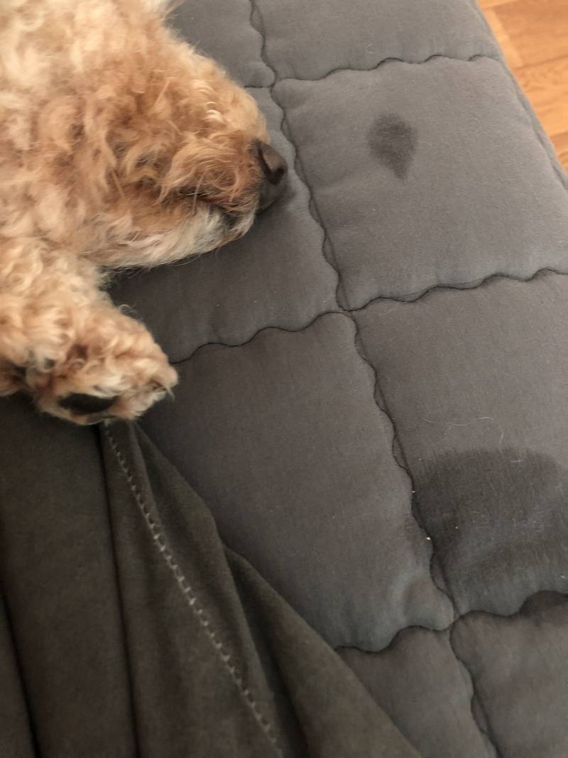 우리 집 멍멍이가 숨쉰 자리는 이렇게 축축하다 | 인스티즈