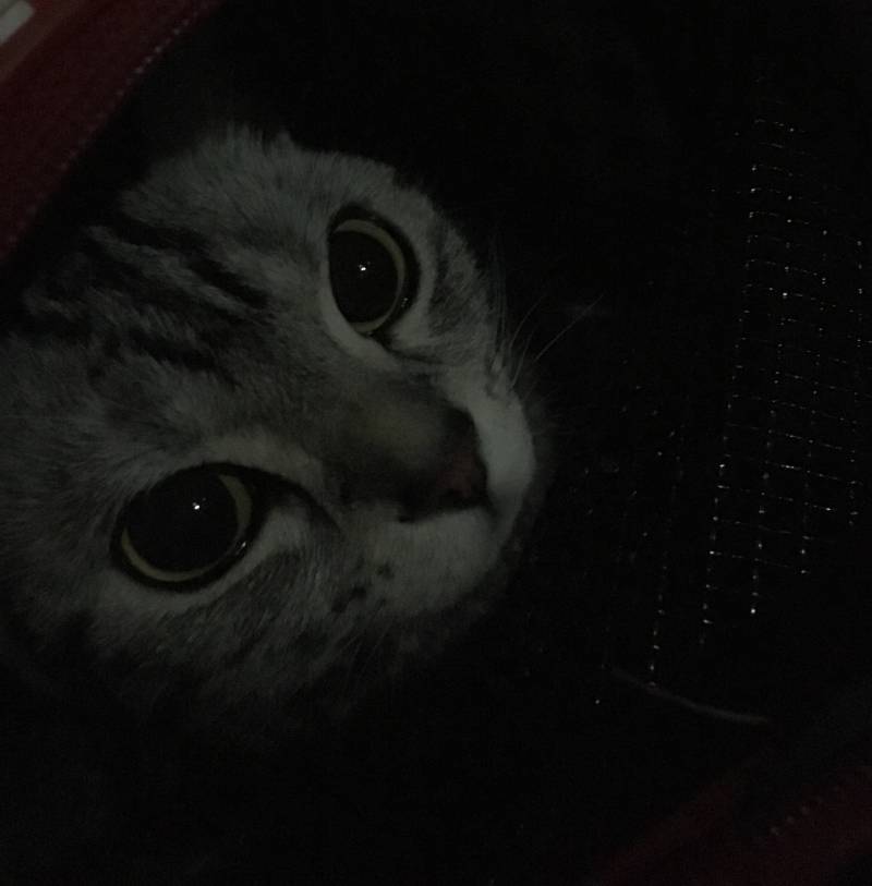 심심하니까 냐옹이 사진 | 인스티즈