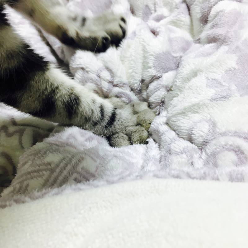 심심하니까 냐옹이 사진 | 인스티즈