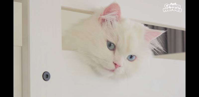 와..진짜 고양이가 잘생겼다는게 무슨말인지 알거같은 짤 | 인스티즈