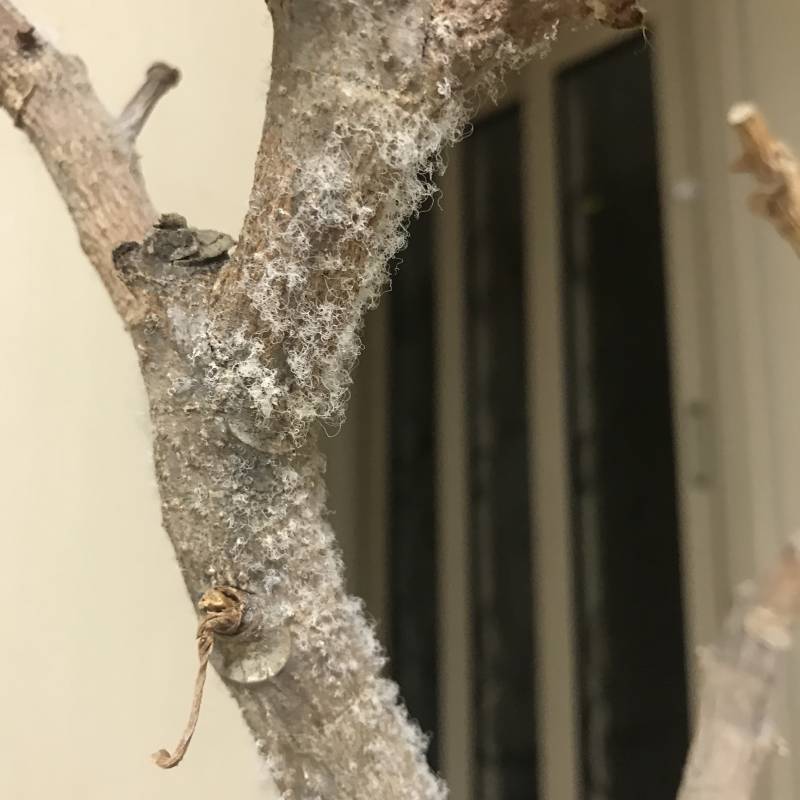 익들아 이거 나무 왜 그러는 거야...?? (약혐주의 | 인스티즈