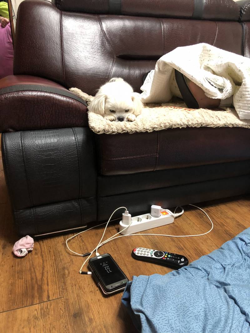 우리 개 너무 귀엽다 | 인스티즈