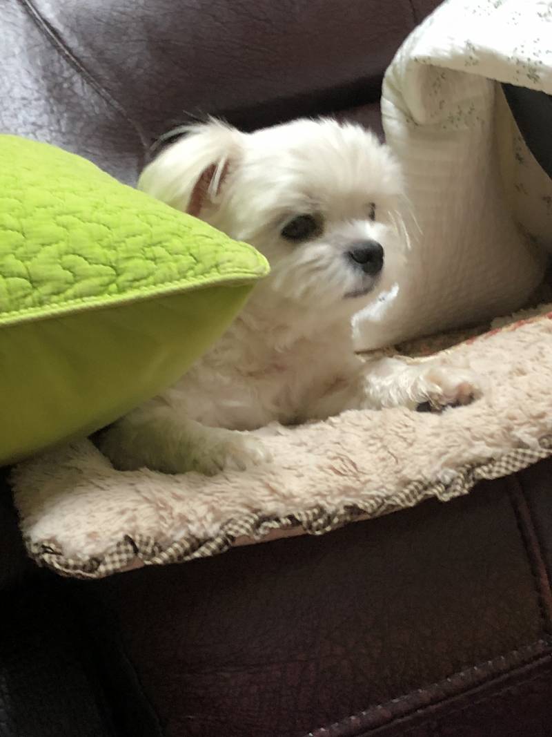 우리 개 너무 귀엽다 | 인스티즈