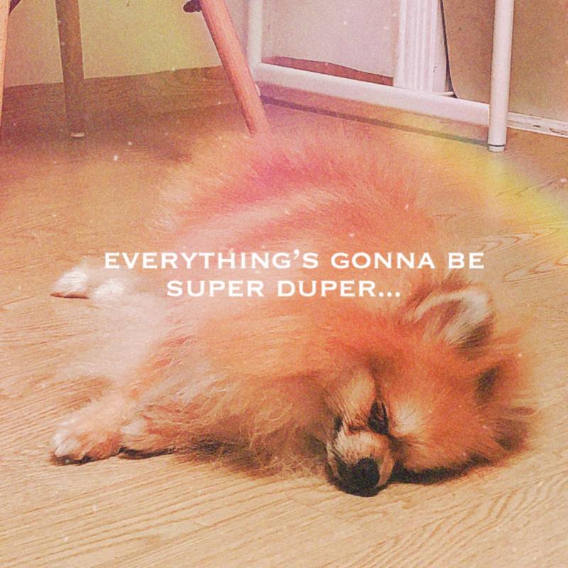 진ㅁ자 죽을거 같다🐶 | 인스티즈