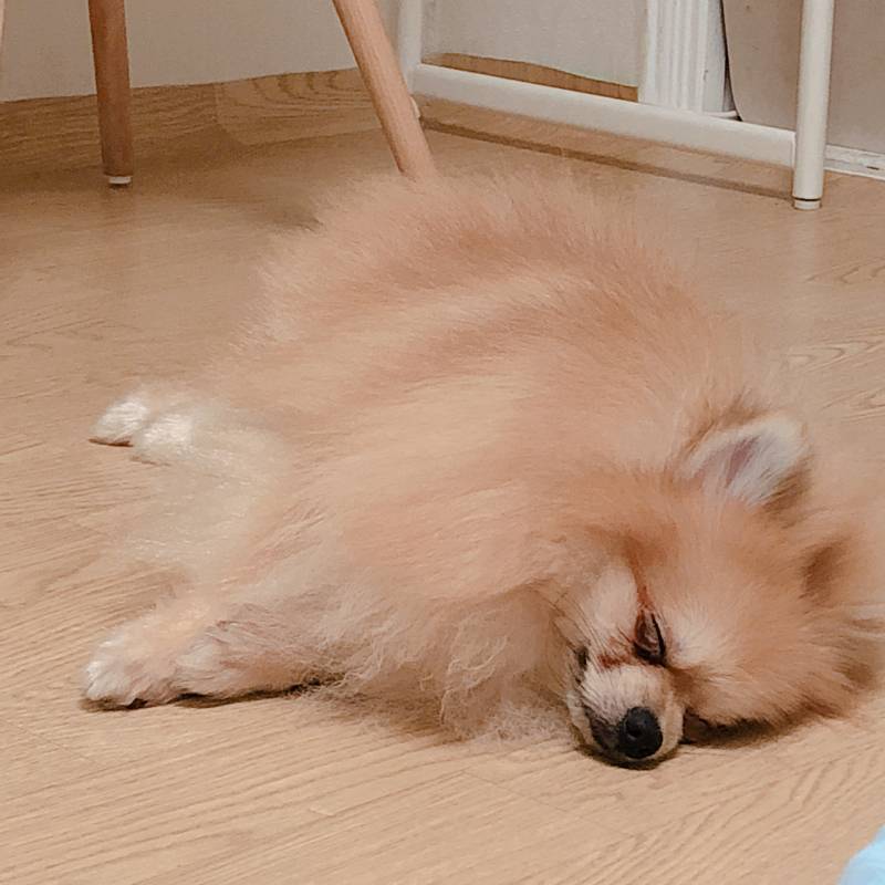 진ㅁ자 죽을거 같다🐶 | 인스티즈