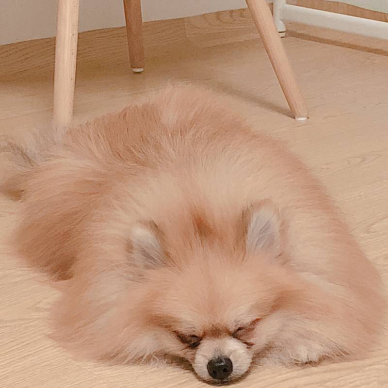 진ㅁ자 죽을거 같다🐶 | 인스티즈