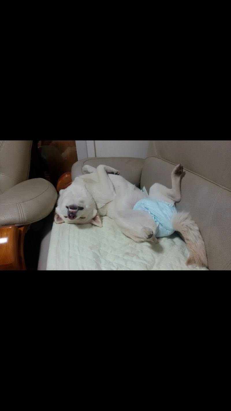 우리집강아지 귀여운거봐주라 | 인스티즈