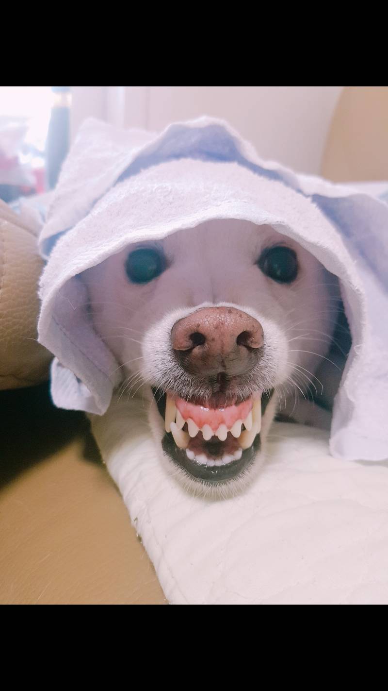 우리집강아지 귀여운거봐주라 | 인스티즈