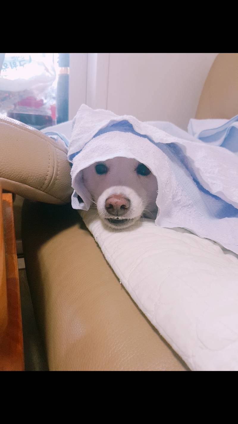 우리집강아지 귀여운거봐주라 | 인스티즈