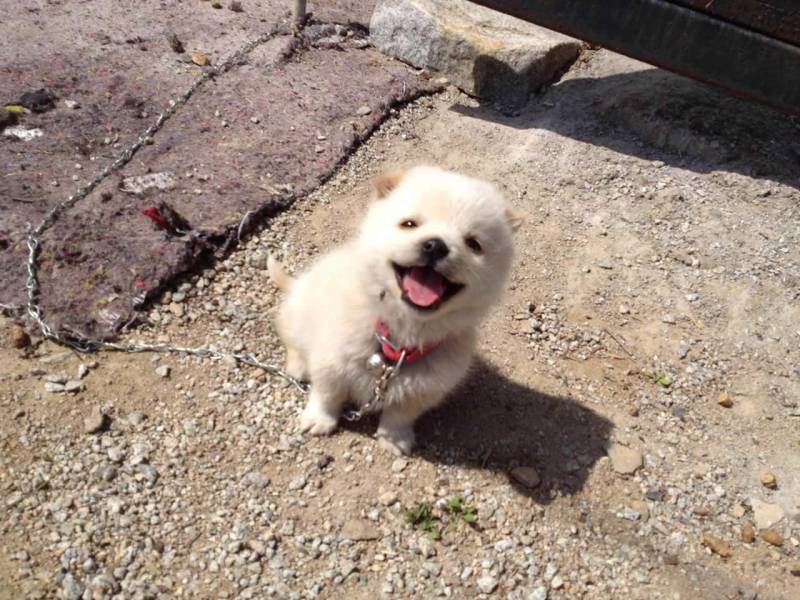 와 이 강아지 보고 처음 짱절미 봤을 때의 충격 그대로 받아버림(심쿵주의) | 인스티즈