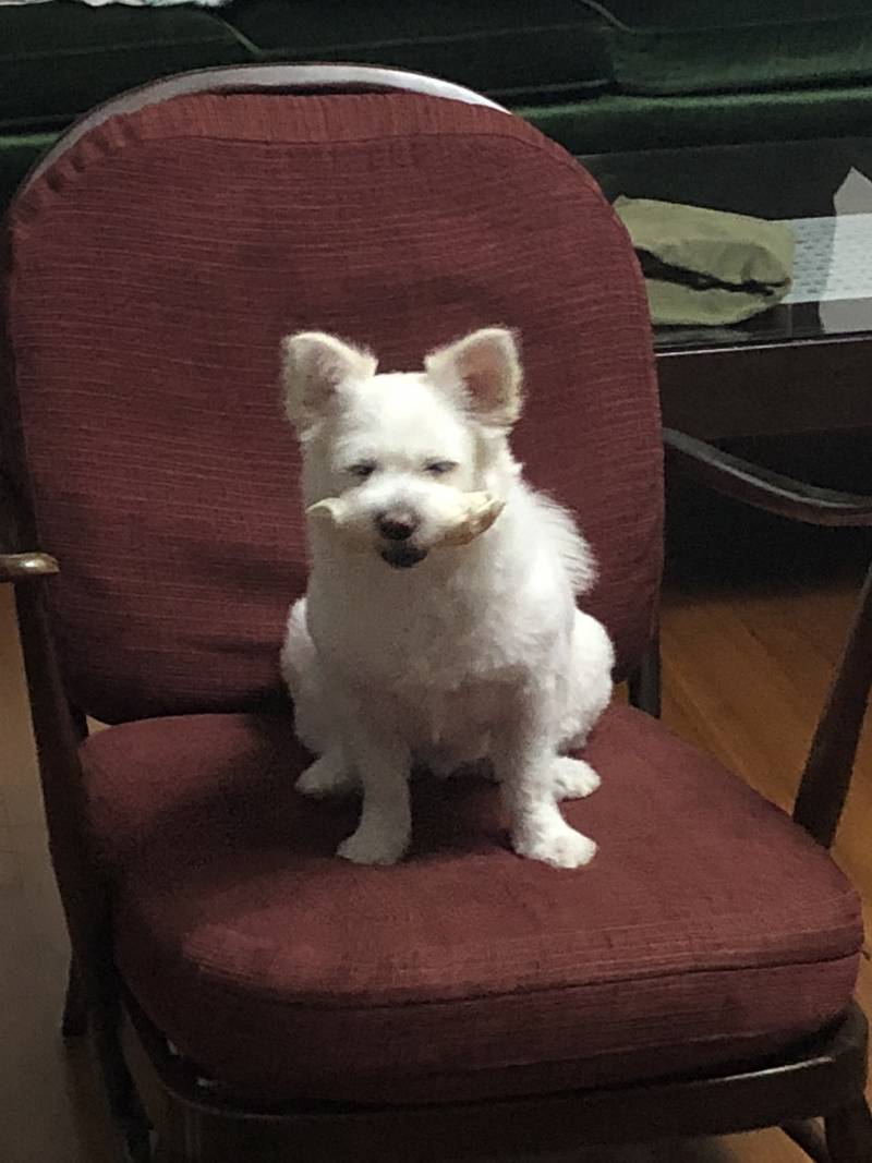 우리집 강아지도 벌크업 했다,,, | 인스티즈