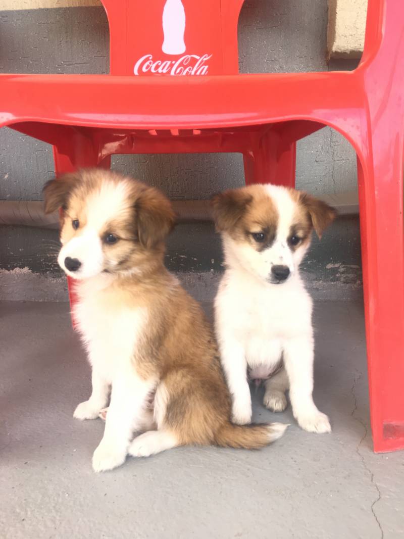 🐶멍멍이꙼̈ 버리는 사람들 진짜 이해안간다🐶 | 인스티즈