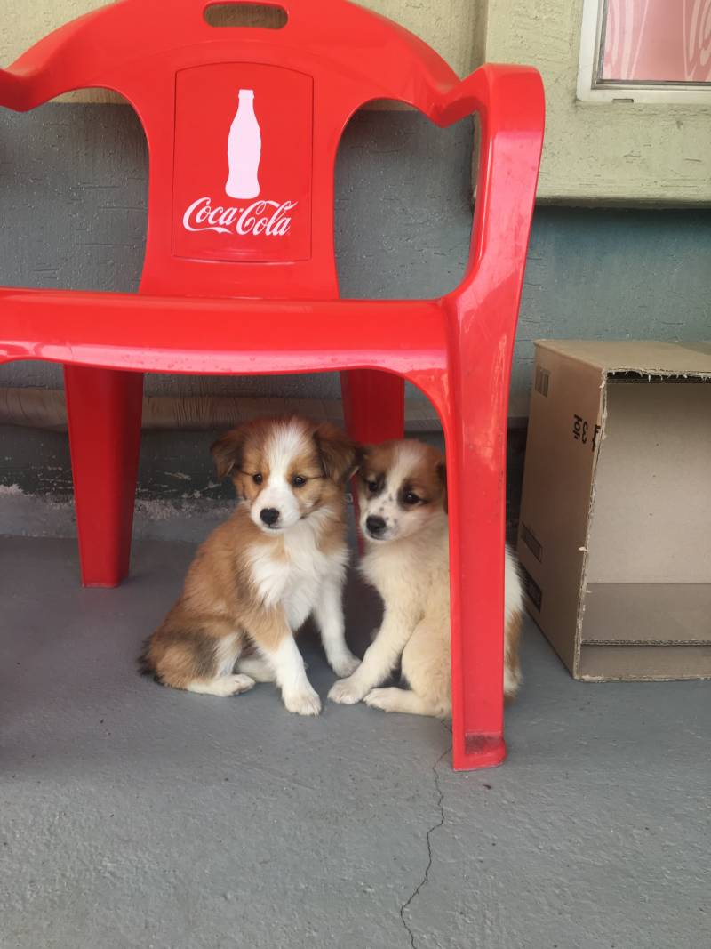 🐶멍멍이꙼̈ 버리는 사람들 진짜 이해안간다🐶 | 인스티즈