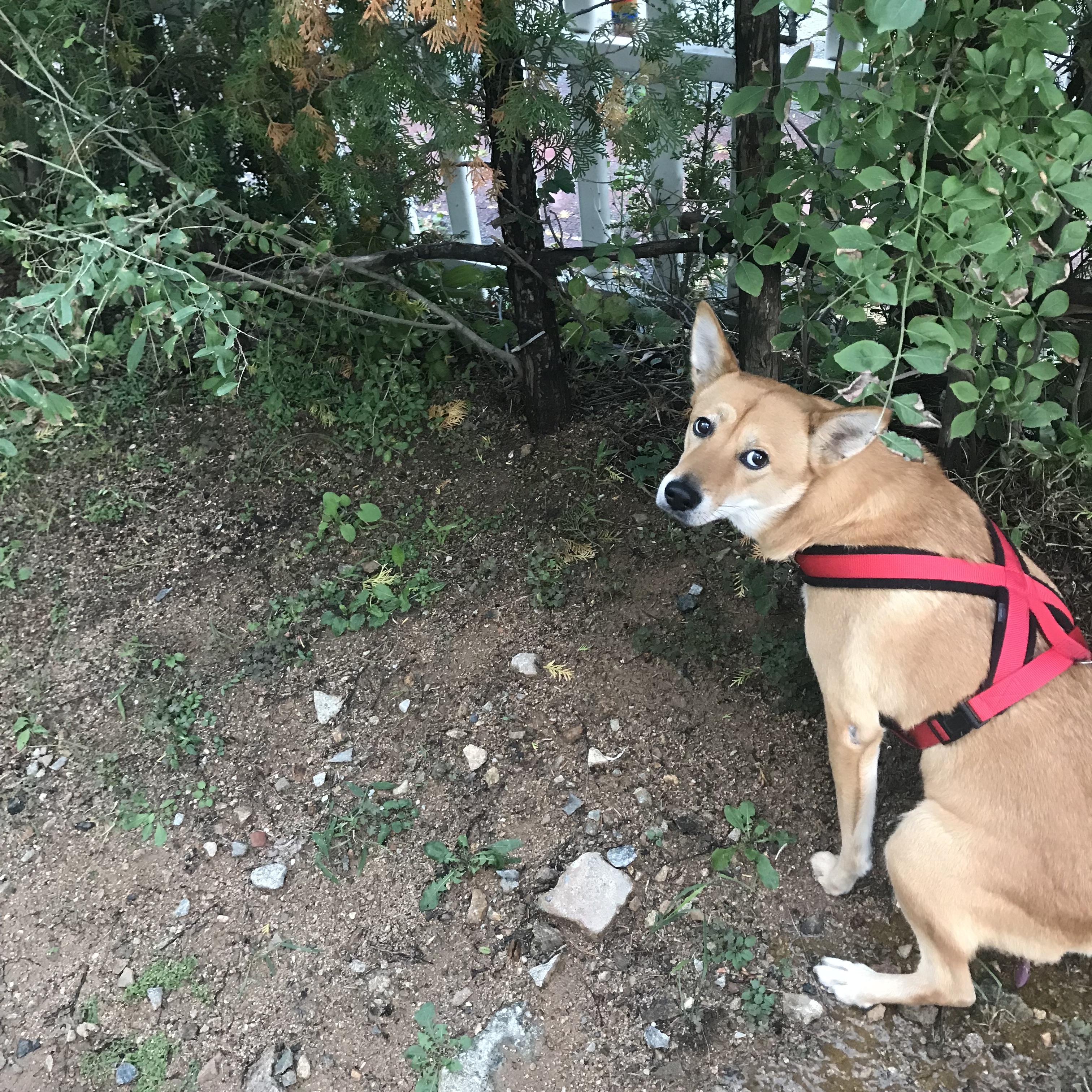 개한테 물리면 안되는 이유를 사진으로 설명한다 | 인스티즈