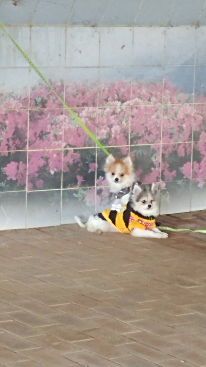 익들아 어떡해 강아지가 다리밑에있는데.. | 인스티즈