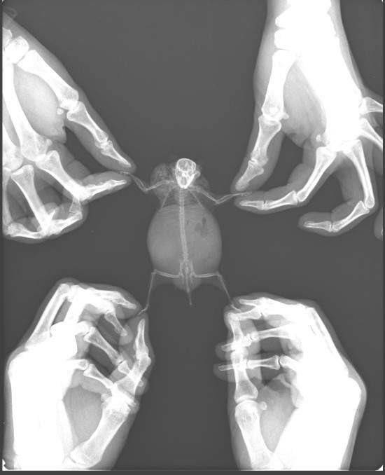 햄스터 엑스레이 사진 | 인스티즈