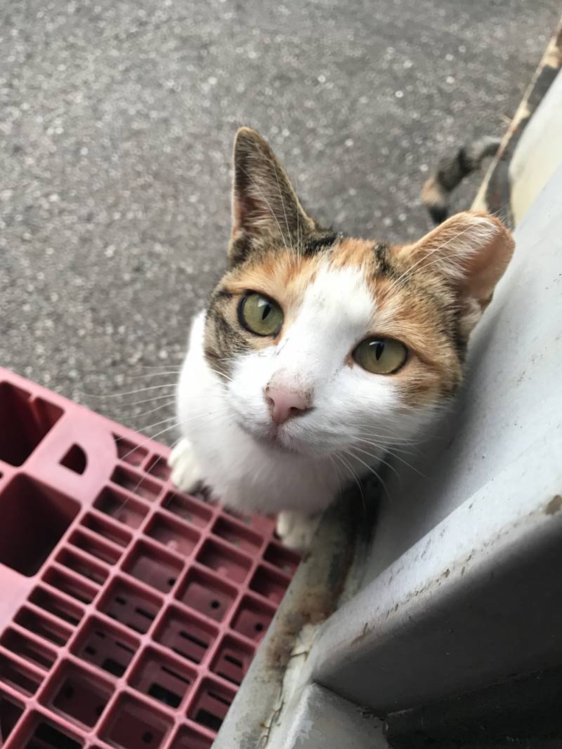 오늘 회사 첫 출근했는데 고양이 때문에 여기 뼈 묻기로 함 | 인스티즈