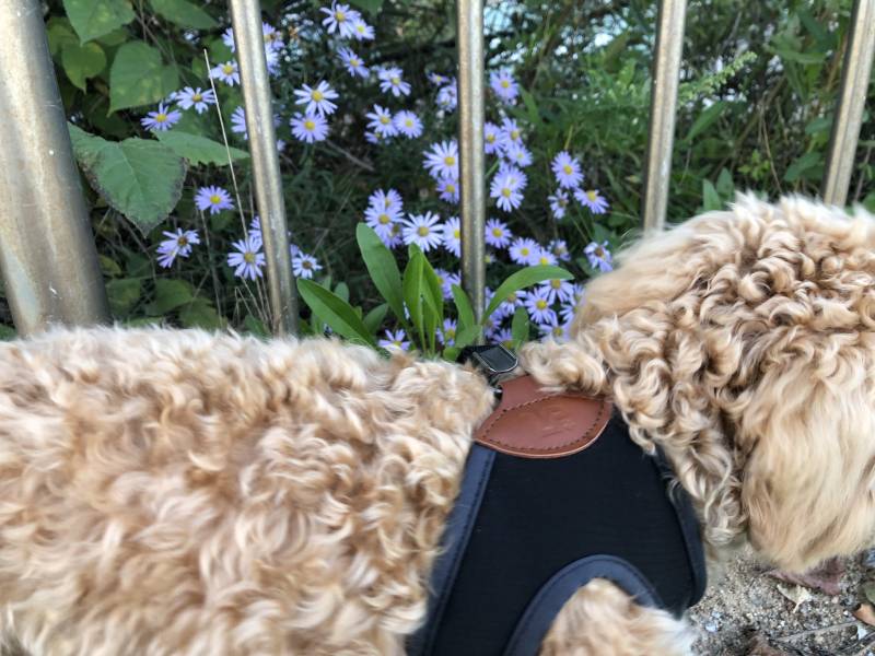 우리집 강아지 사진의 비밀 | 인스티즈