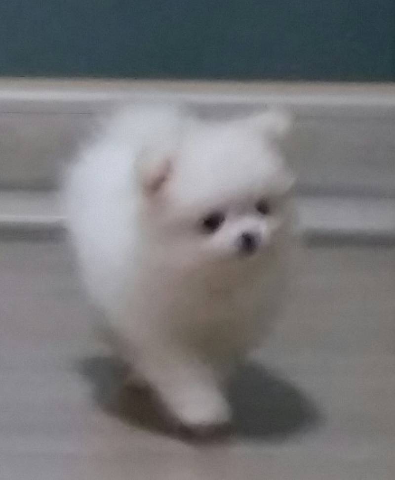 40) 귀엽고 하찮음 주의 | 인스티즈