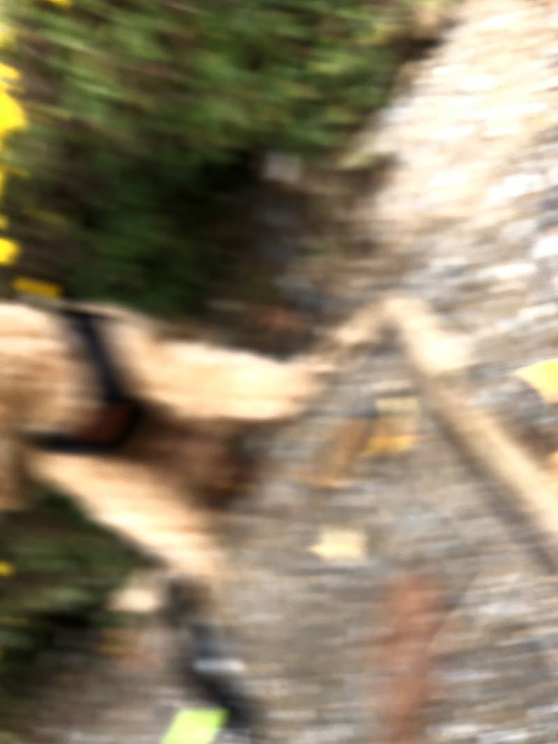 우리집 강아지 사진의 비밀 | 인스티즈