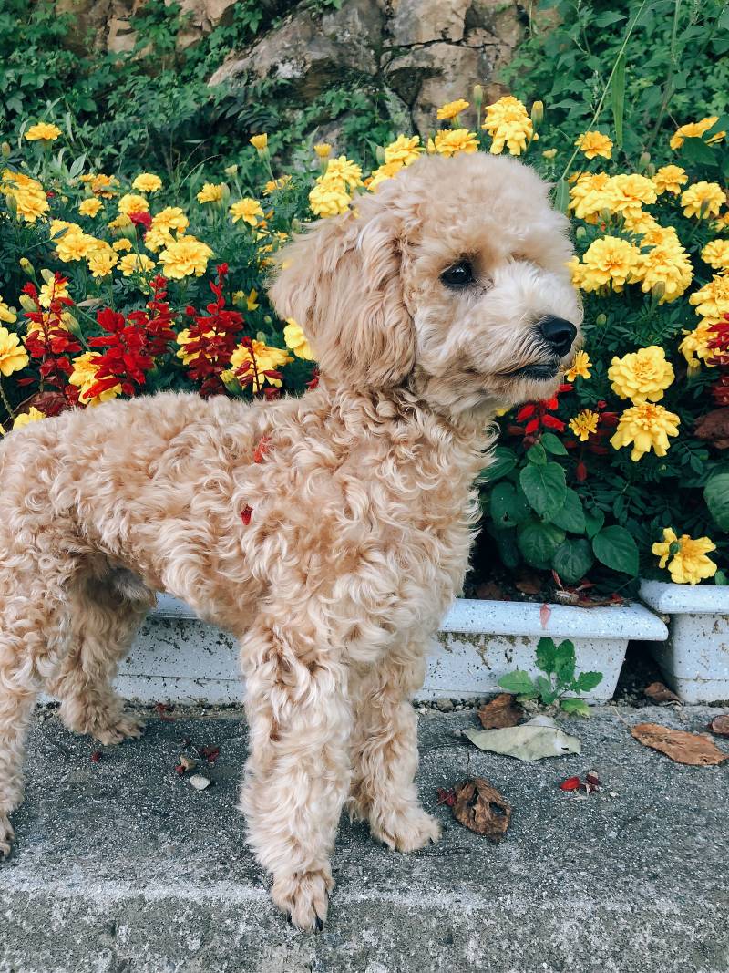 우리집 강아지 사진의 비밀 | 인스티즈