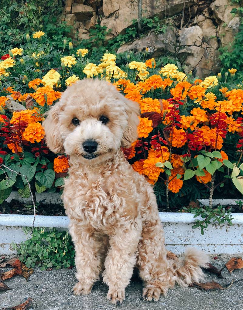 우리집 강아지 사진의 비밀 | 인스티즈