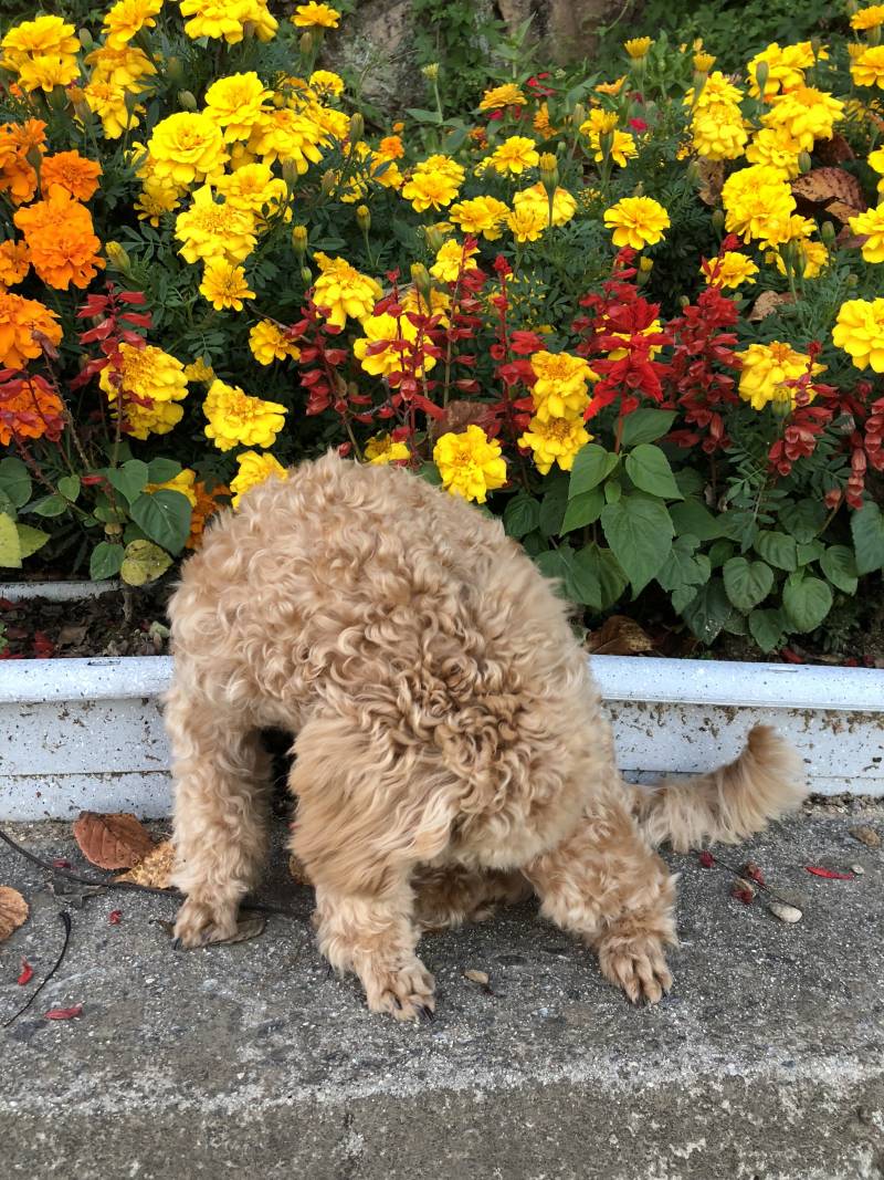 우리집 강아지 사진의 비밀 | 인스티즈