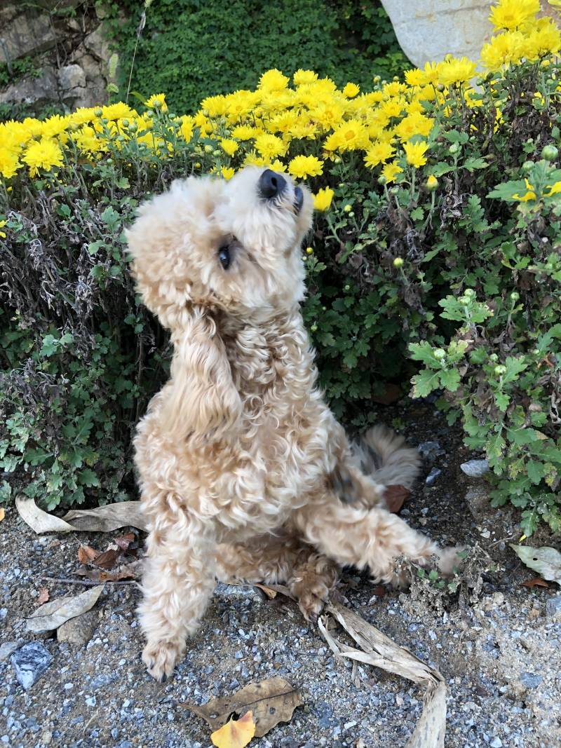 우리집 강아지 사진의 비밀 | 인스티즈