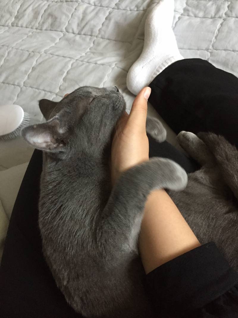 애교부리는 개냥이 40❣ | 인스티즈