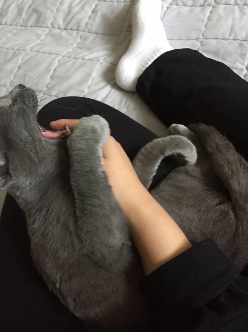 애교부리는 개냥이 40❣ | 인스티즈