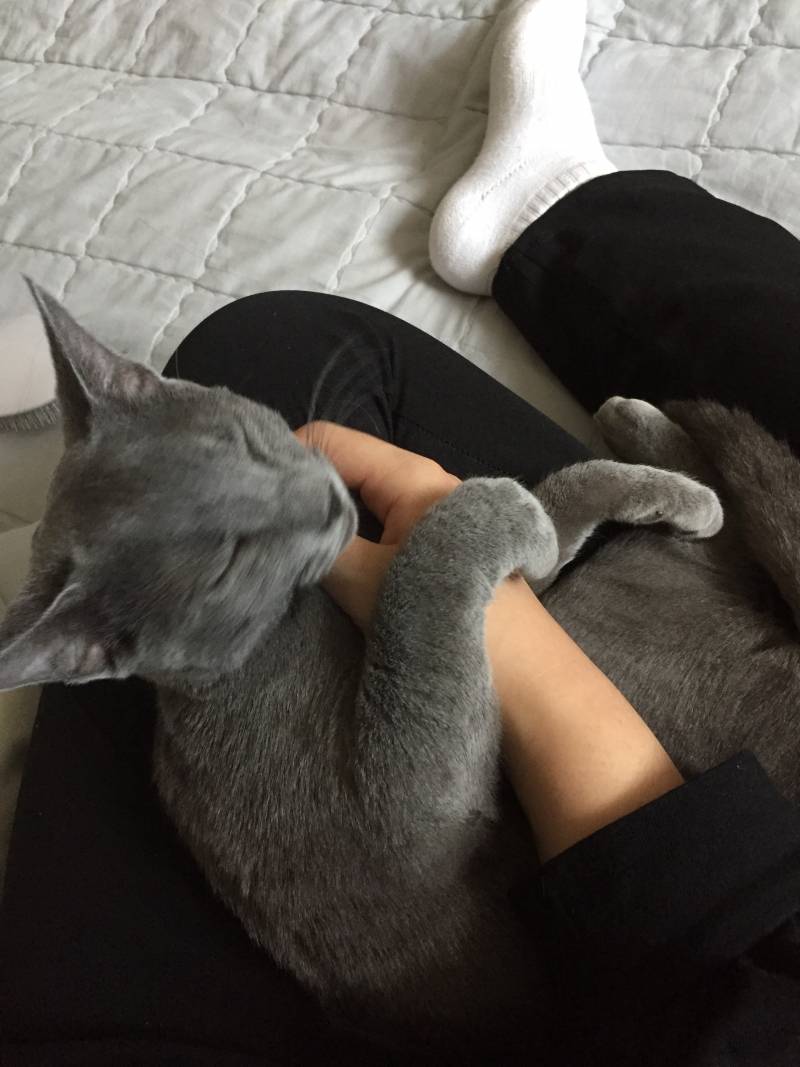 애교부리는 개냥이 40❣ | 인스티즈