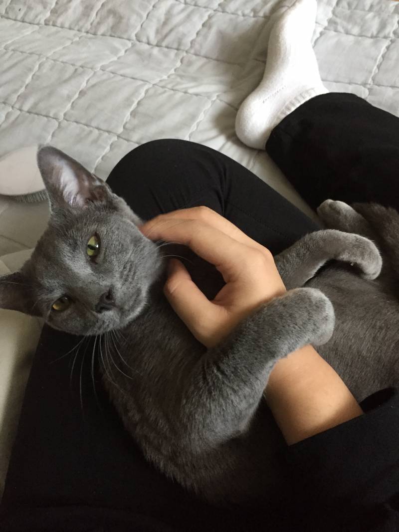 애교부리는 개냥이 40❣ | 인스티즈