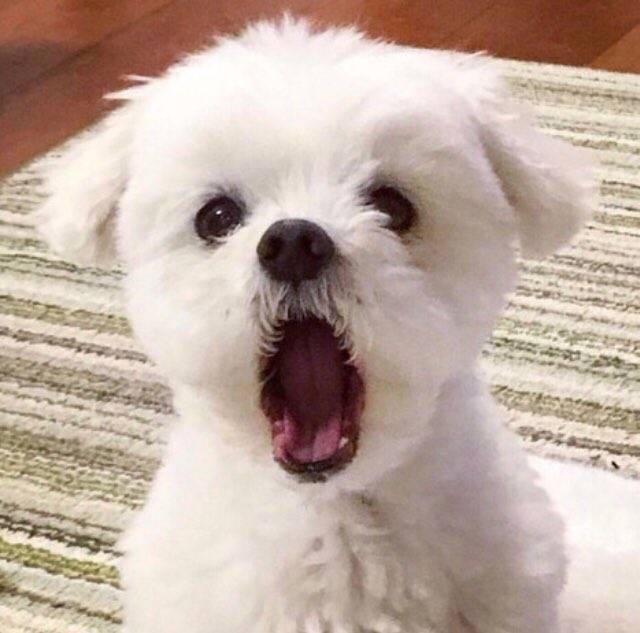 제덕 선수 뽜이팅 하는거 볼 때마다 이 강아지짤 생각나 | 인스티즈