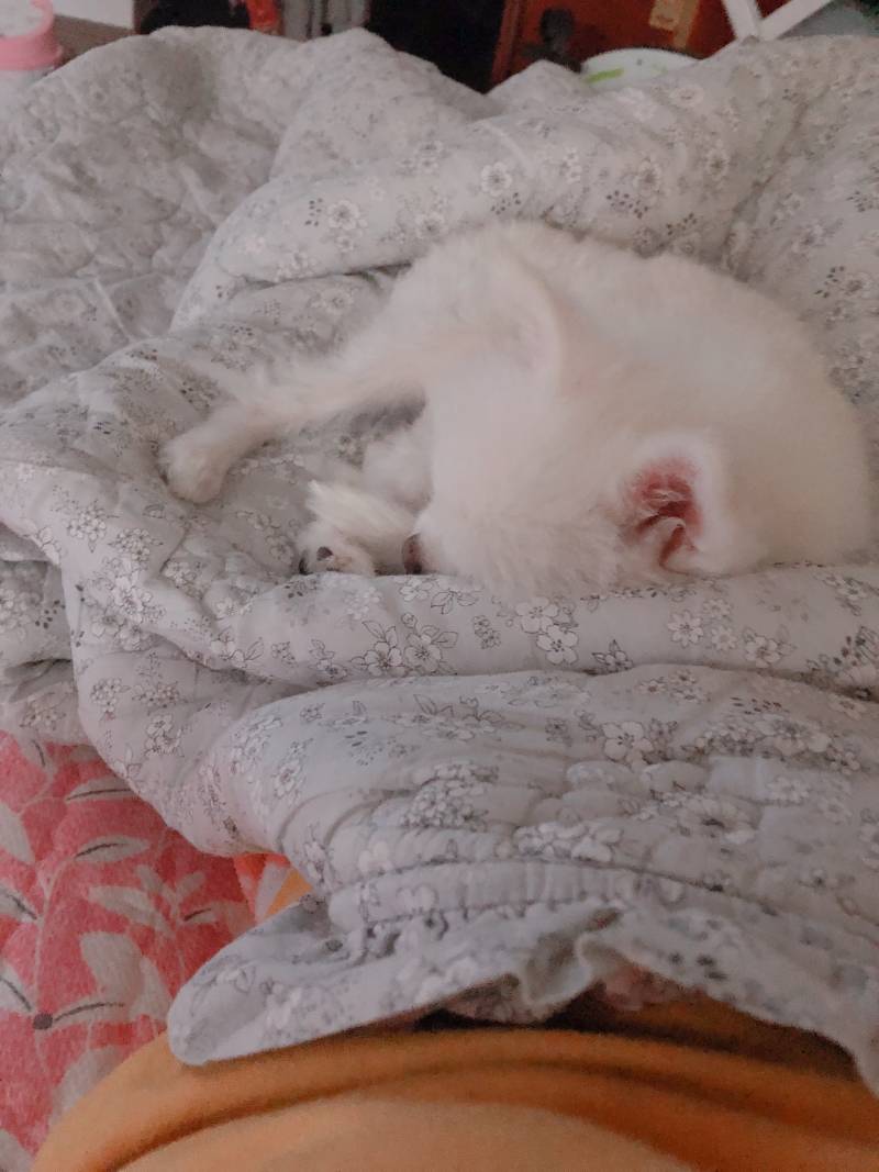 화장실 갈랬는데 댕댕이ㅠ | 인스티즈