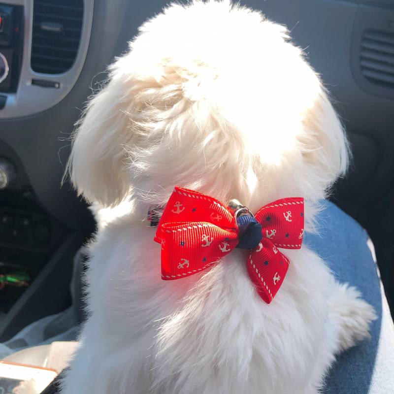 강아지 뒷모습 뭐가 제일 귀여워?? 40 | 인스티즈