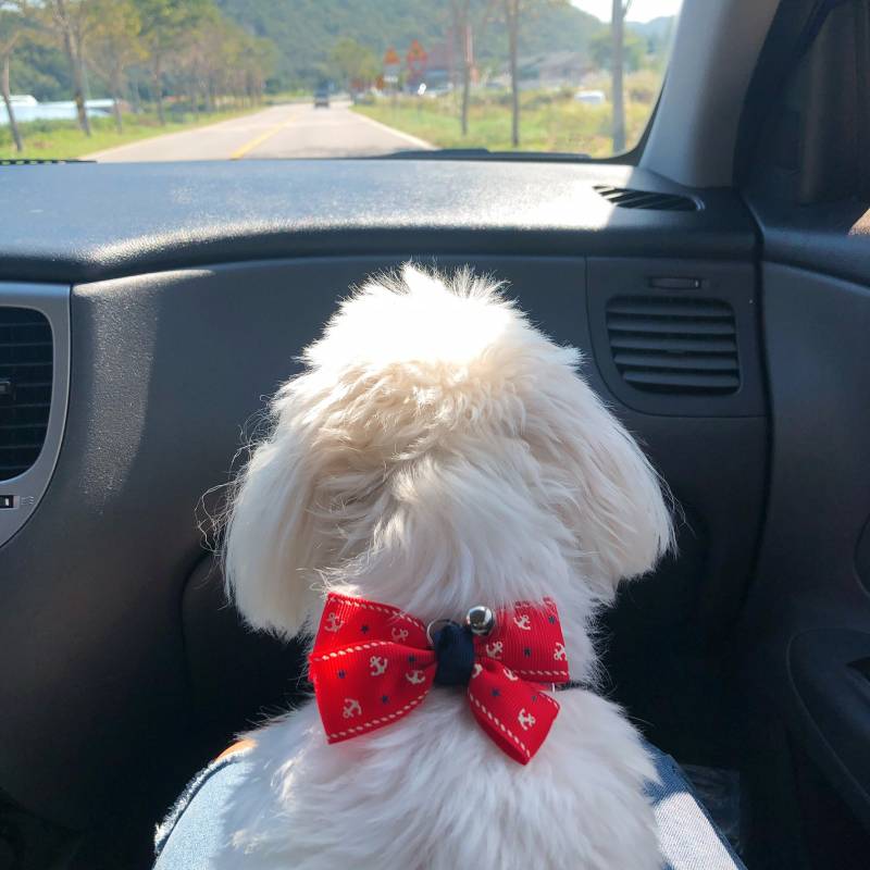 강아지 뒷모습 뭐가 제일 귀여워?? 40 | 인스티즈