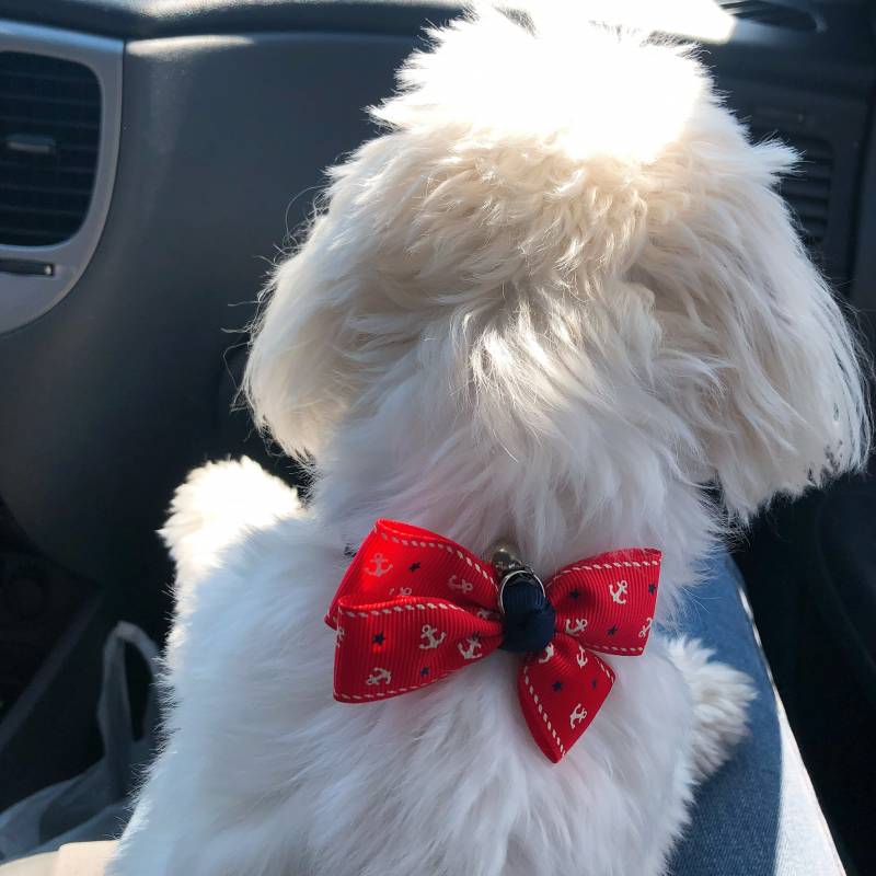 강아지 뒷모습 뭐가 제일 귀여워?? 40 | 인스티즈