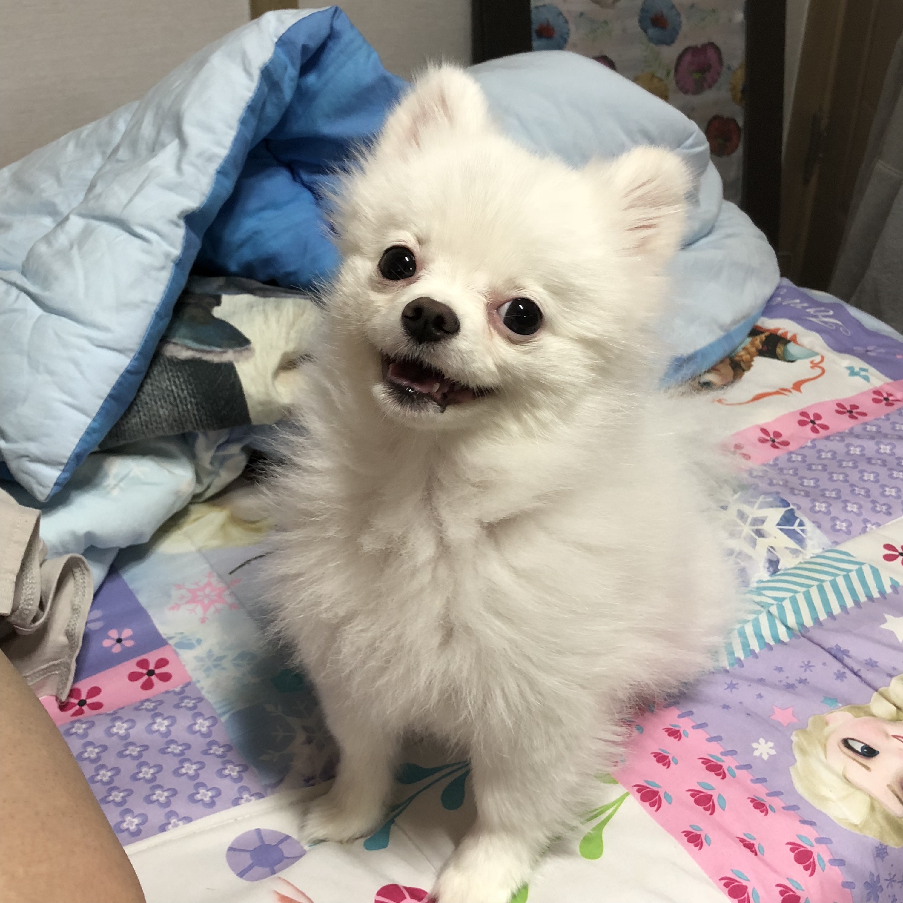 야심한 밤 댕댕이 40 🐾🐾 | 인스티즈