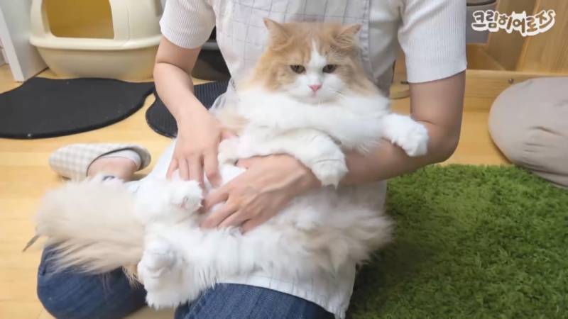 이 고양이 종이 뭔지 알아 ?? | 인스티즈