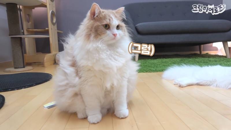 이 고양이 종이 뭔지 알아 ?? | 인스티즈